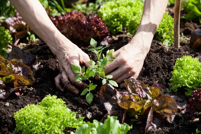 Landscape Design