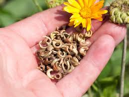 Flower Seed