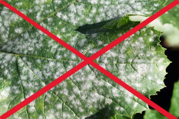 Fungicide