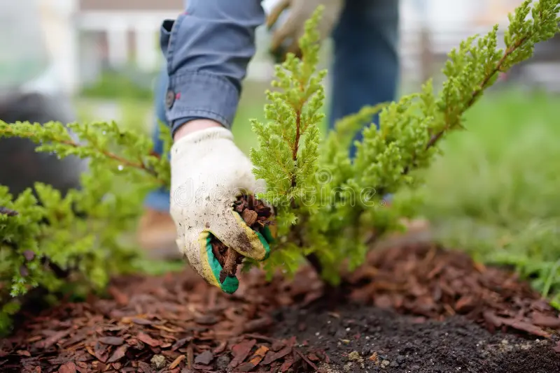 Gardening